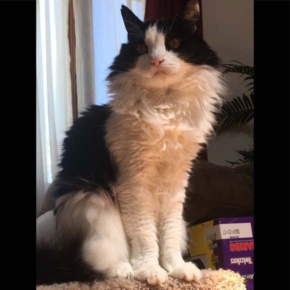 Meet your Posher. Maikai. - Latest Goodies: Polewear Rave Pieces Purses Shoes - Picture 6 of 8